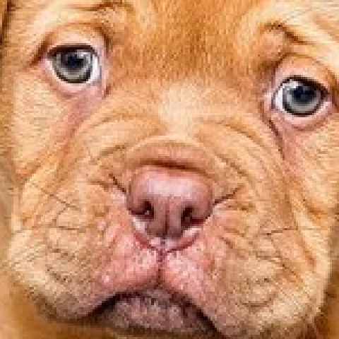 Photo, original pixels, zoomed in